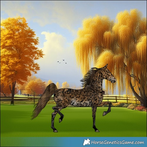 Horse Color:Void Buckskin Appaloosa 