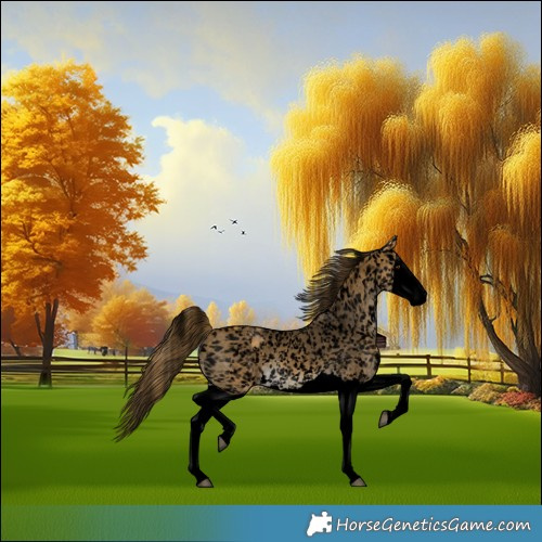 Horse Color:Void Buckskin Splash Appaloosa 