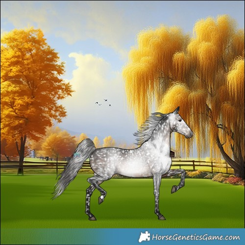 Horse Color:Gray White Spotted Brown Appaloosa 