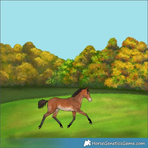 Horse Color:Void Bay Tobiano Appaloosa 