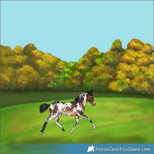 Horse Color:Gray White Spotted Brown Snowflake Varnish Rabicano 