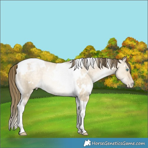 Horse Color:White Spotted Buckskin Pearl Dun Tobiano Rabicano 