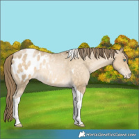Horse Color:Buckskin Pearl Tobiano Blanket Rabicano 