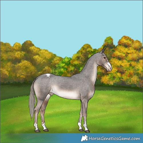 Horse Color:Liver Chestnut Appaloosa 