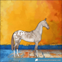 Horse Color:Liver Red Dun Appaloosa Brindle 