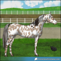 Horse Color:Liver Red Dun Near Leopard 