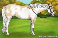 Horse Color:Silver Amber Champagne Dun Sabino Splash Frame Rabicano
