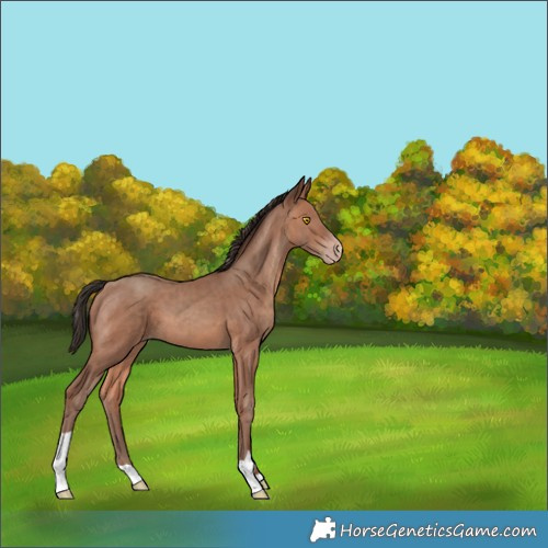 Horse Color:Sable Champagne 