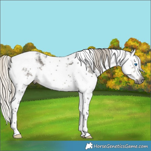 Horse Color:Gray Silver Smoky Grullo Splash Tobiano Appaloosa 
