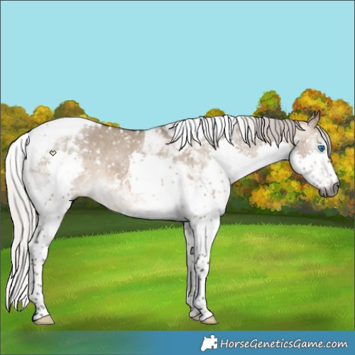 Horse Color:Gray Silver Brown Dun Splash Tobiano Appaloosa 