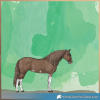 Horse Color:Liver Red Dun Sabino Brindle