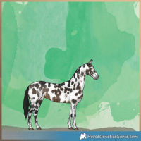 Horse Color:Gray Brown Dun Sabino Near Leopard Brindle 
