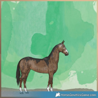 Horse Color:Gray Liver Red Dun Brindle 