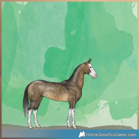 Horse Color:Buckskin Dun Splash Rabicano Brindle