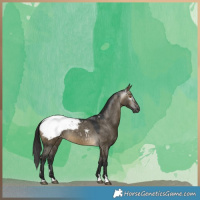 Horse Color:Gray Buckskin Dun Snowcap 