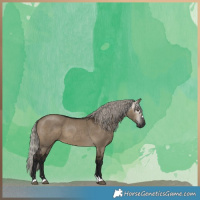 Horse Color:Gray Silver Brown Dun