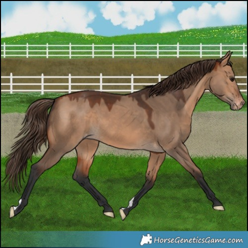 Horse Color:Bay Dun Appaloosa 