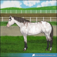 Horse Color:Platinum Bay Dun Appaloosa