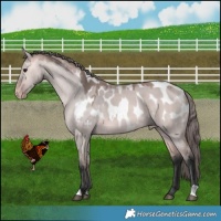 Horse Color:Platinum Bay Dun Appaloosa 