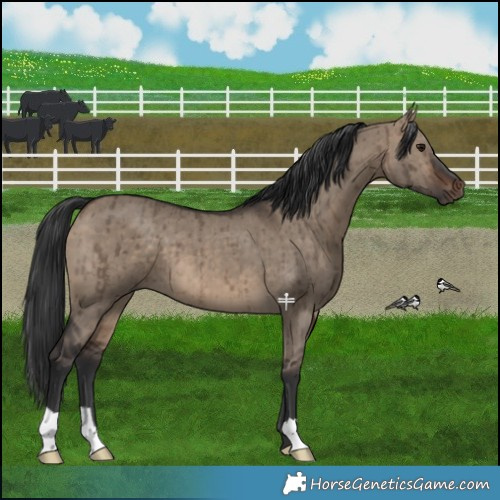 Horse Color:Brown Dun Brindle 