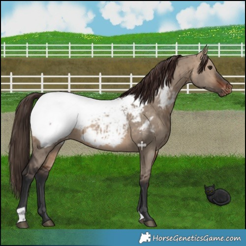Horse Color:Brown Dun Appaloosa Brindle 