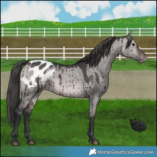 Horse Color:Platinum Brown Dun Appaloosa Brindle 