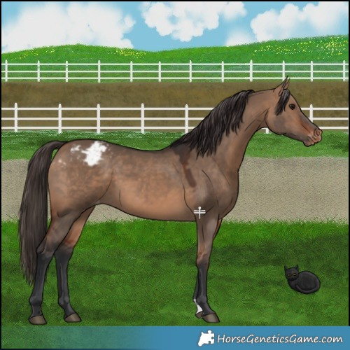 Horse Color:Bay Dun Appaloosa 