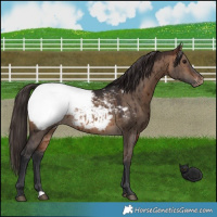 Horse Color:Brown Dun Appaloosa Brindle