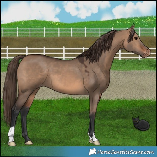 Horse Color:Brown Dun Appaloosa 