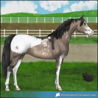 Horse Color:Brown Dun Sabino Snowcap
