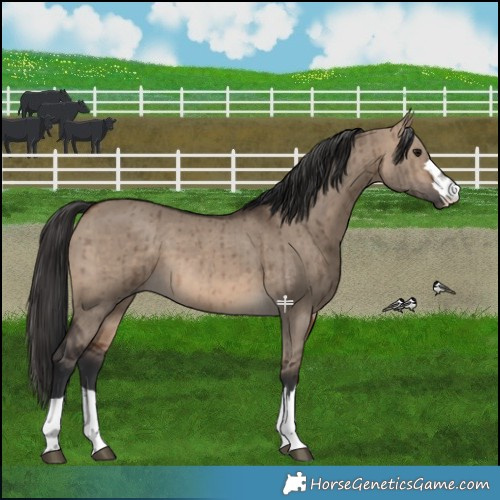 Horse Color:Brown Dun Brindle 