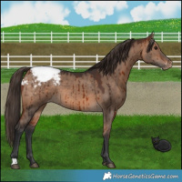Horse Color:Bay Dun Snowcap Brindle 
