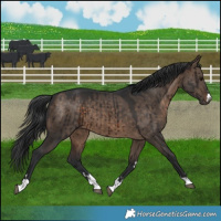 Horse Color:Brown Dun Brindle 