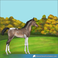 Horse Color:Brown Dun Tobiano Rabicano