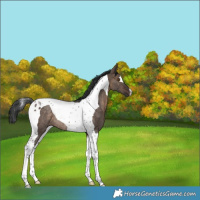 Horse Color:Brown Dun Tobiano Rabicano
