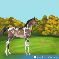 Horse Color:White Spotted Brown Dun Tobiano Rabicano 