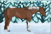 Horse Color:Chestnut Tobiano