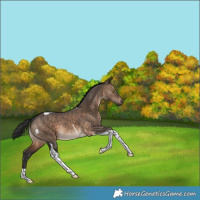 Horse Color:Brown Dun Tobiano