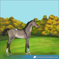 Horse Color:Brown Dun Tobiano Rabicano