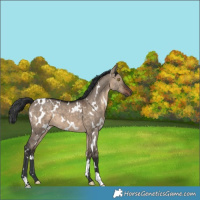 Horse Color:White Spotted Brown Dun