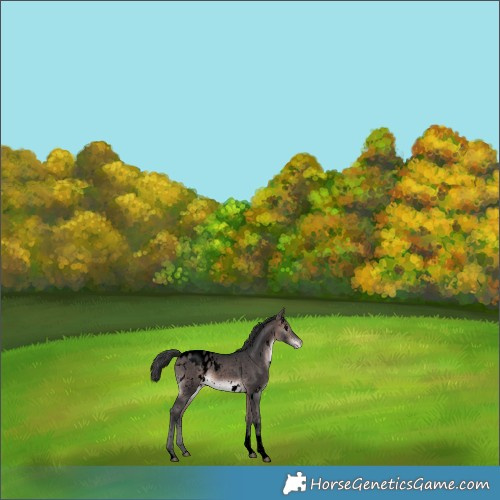 Horse Color:Void Platinum White Spotted Bay Tobiano Appaloosa 