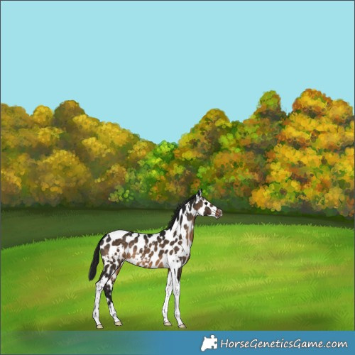 Horse Color:Gray White Spotted Brown Dun Tobiano Appaloosa 
