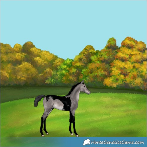 Horse Color:Void Platinum Brown Dun Tobiano 