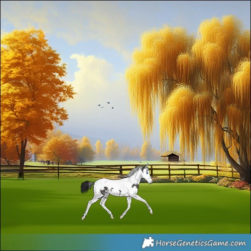 Horse Color:Gray Platinum White Spotted Brown Dun Splash Tobiano Appaloosa 