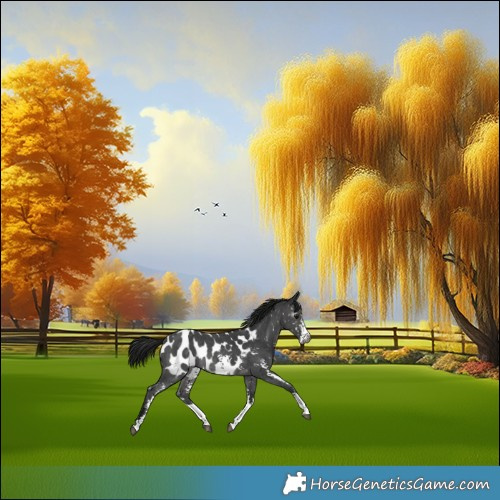 Horse Color:Gray Platinum Brown Dun Sabino Appaloosa Rabicano 