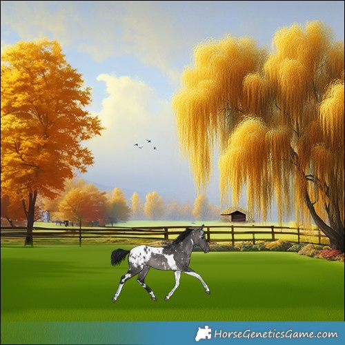 Horse Color:Gray Platinum White Spotted Brown Dun Tobiano Appaloosa