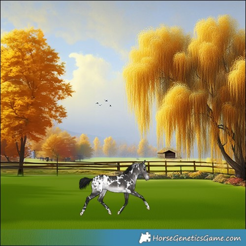 Horse Color:Gray Platinum White Spotted Brown Dun Appaloosa 