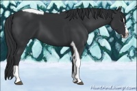 Horse Color:Black Splash Tobiano