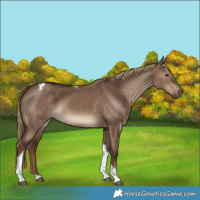 Horse Color:Liver Red Dun Tobiano Rabicano