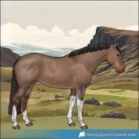 Horse Color:Liver Red Dun Tobiano 